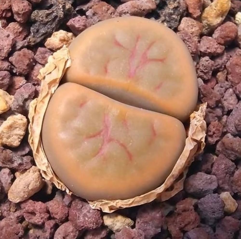 リトープス翠蛾種子1,000粒C388 Steineckeana ステインケアナ 71BBEFyaGOL._UF1000,1000_QL80_.jpg